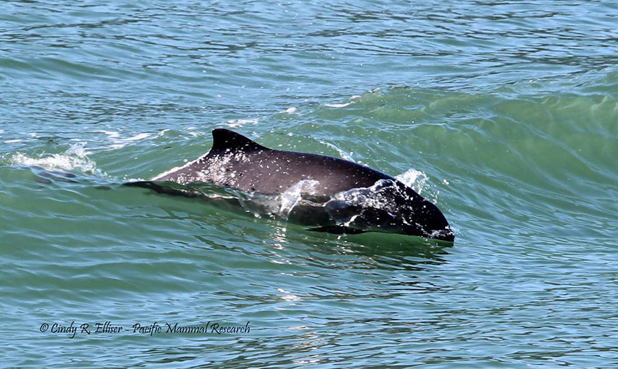 harbor porpoise