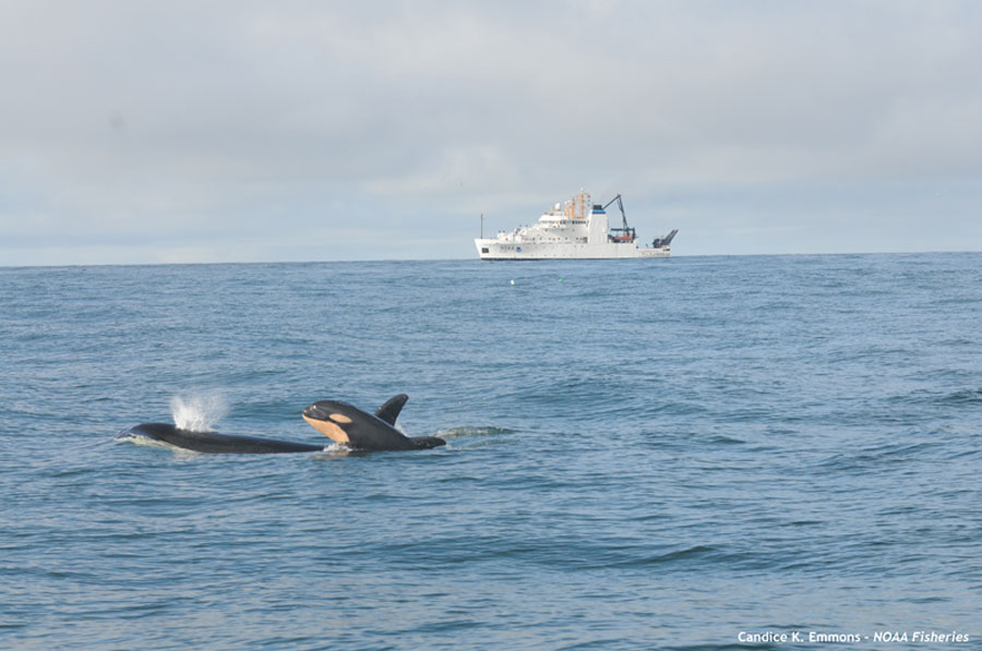 photo of SRKW, February 2015, Candice Emmonsm NWFSC photo of SRKW, February 2015, Candice Emmonsm NWFSC