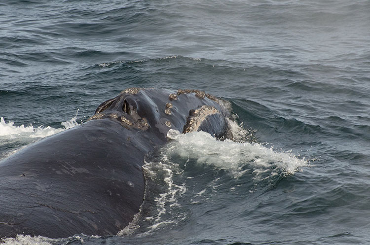 right whale, photo (c) IWC