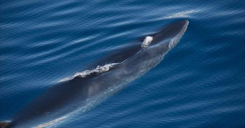 Sei Whale