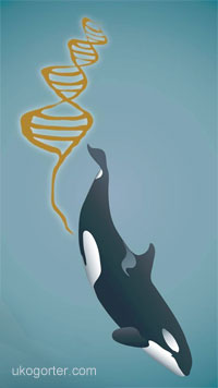 illustration of orca diving with dna poop, (c) Uko Gorter illustration of orca diving with dna poop, (c) Uko Gorter
