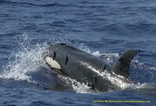 killer whale with remoras in Hawaiian waters, by Robin Baird