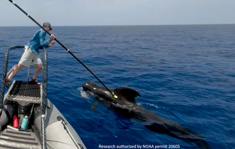 Russ Andrews, tagging whale