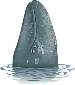 Gray Whale spyhopping, Uko Gorter