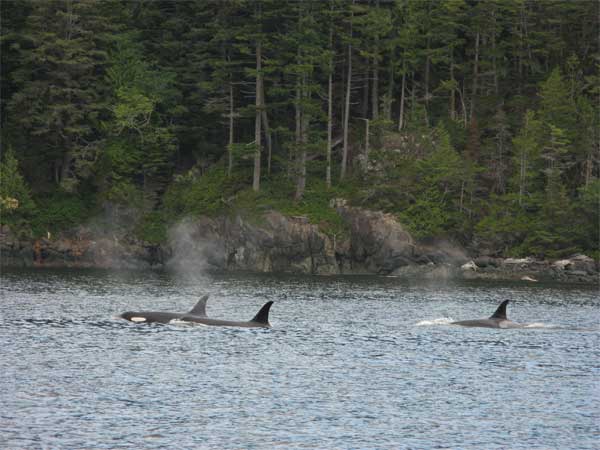 orcas in 2007
