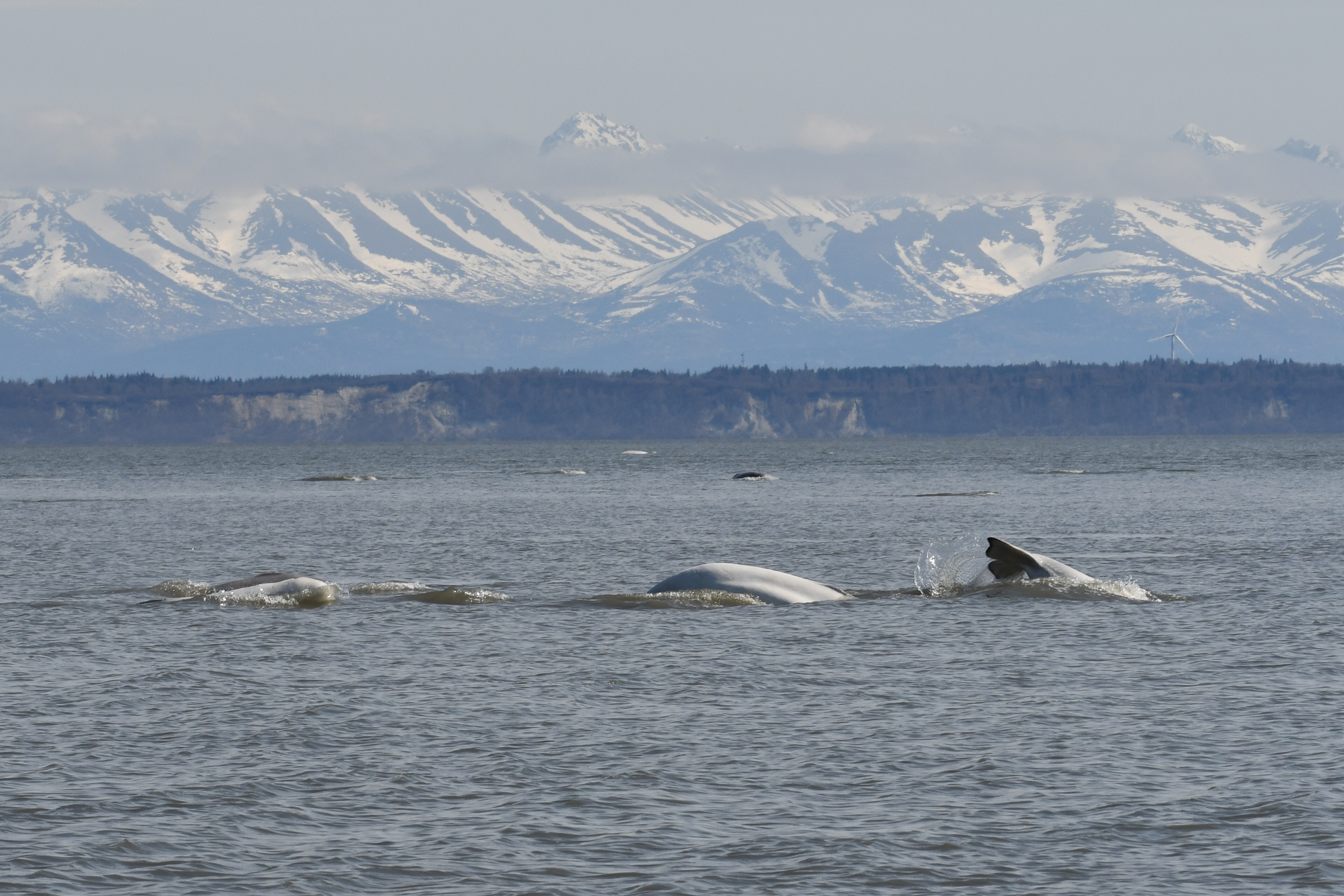 Belugas