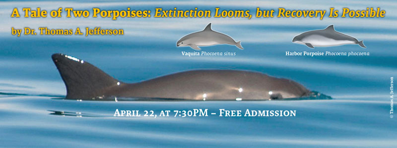 poster for talk on Vaquita and Harbor Porpoise by Uko Gorter