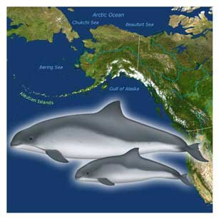 Harbor Porpoise (Phocoena phocoena) on map of North America's NW Coast, Uko Gorter