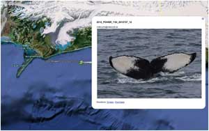 slide showing location and fluke for photo id