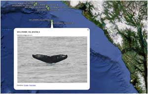 map and fluke for photo id